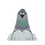 Graywing Pigeon