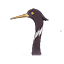 Violet Ibis