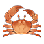 Sun Crab